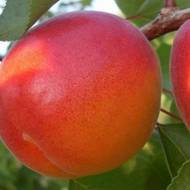 Саджанець Абрикос Перла в контейнері